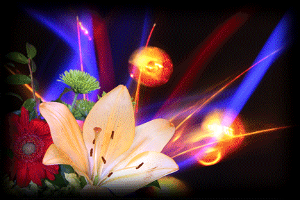 Lily2