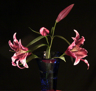 Lily