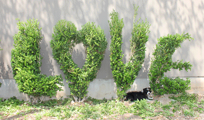 Lovebush