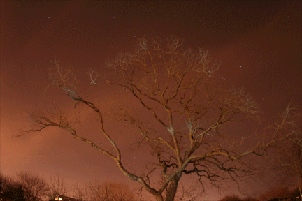 tree4