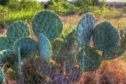 cactus