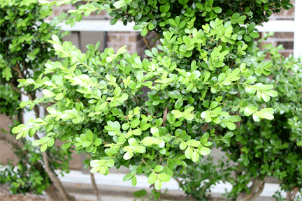 heartbush