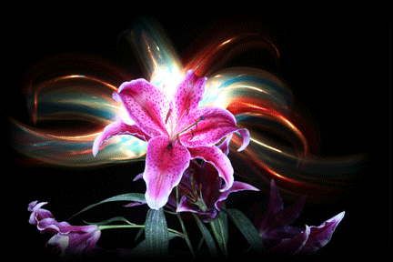 lillies