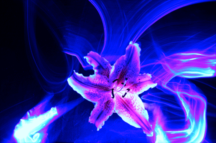lily