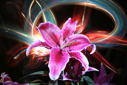 lily2011