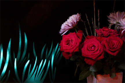 roses